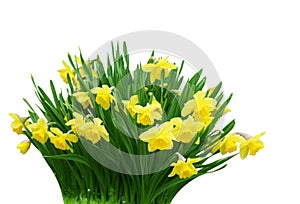 Daffodil Bunch