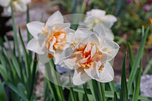 Daffodil is called Replete photo