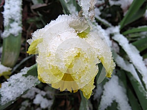 Daffodil Caught by the Snow Storm