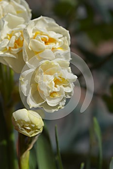 Daffodil Cheerfulness