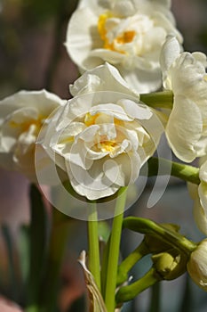 Daffodil Cheerfulness photo