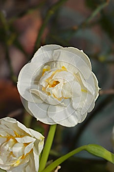 Daffodil Cheerfulness photo