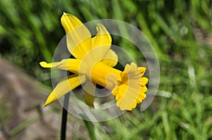 Daffodil closeup