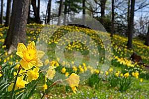 Daffodil closeup before a hill of flowers