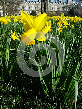 Daffodil closeup