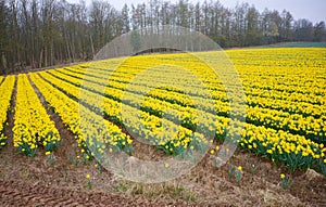 Daffodil crop in field at a rural agriculture farmland