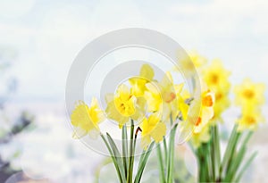 Daffodil