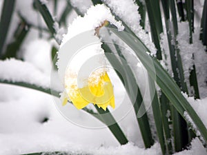 Daffodil, Daffodils, narcissus, narcissi in snow