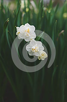 Daffodil Double Cheerfulness photo