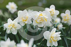 Daffodil Double White Lion