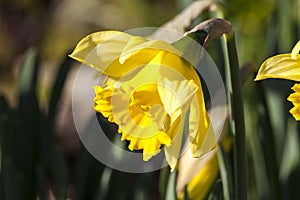 Daffodil `Early Sensation`