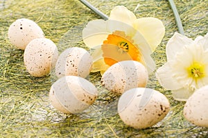 Daffodil and easter eggs