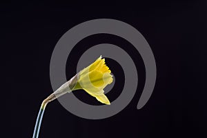 Daffodil emerging from bud against a black background