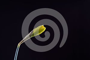 Daffodil emerging from bud against a black background