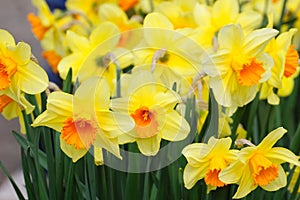 Daffodil field