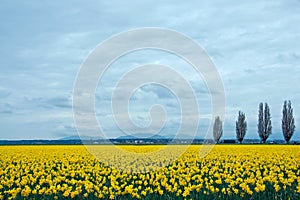 Daffodil Field