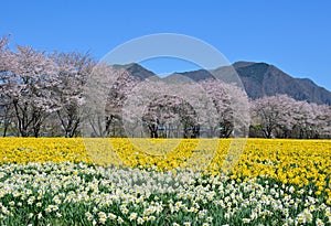 Daffodil field and cherry blossom trees