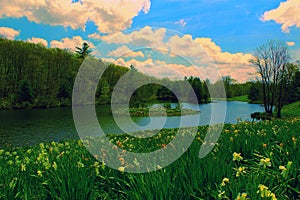 Daffodil Field and River