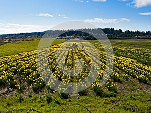 Daffodil field and tree