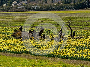 Daffodil field and tree