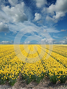 Daffodil fields