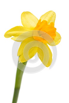 Daffodil flower
