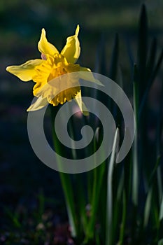 Daffodil flower