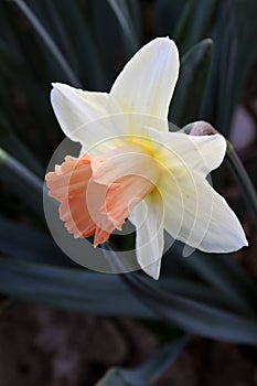 Daffodil flower