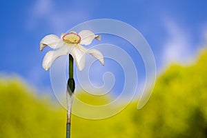 Daffodil flower against blue sky