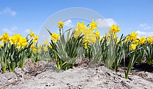 Daffodil Flower bed