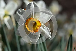 Daffodil flower bunch, Close up of yellow bulb Narcissus with white petals