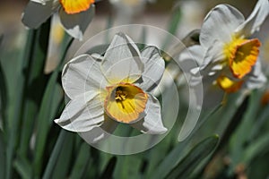 Daffodil flower bunch, Close up of yellow bulb Narcissus with white petals