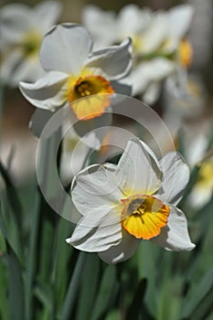 Daffodil flower bunch, Close up of yellow bulb Narcissus with white petals