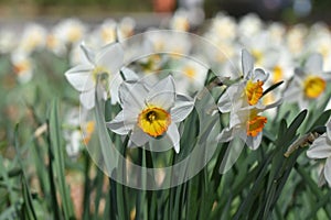 Daffodil flower bunch, Close up of yellow bulb Narcissus with white petals