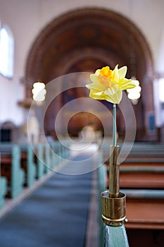 daffodil flower church