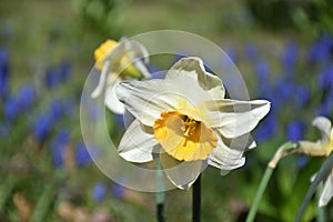 Daffodil flower, Close up of yellow bulb Narcissus with white petals