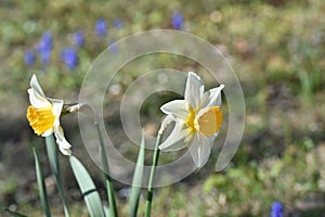 Daffodil flower, Close up of yellow bulb Narcissus with white petals