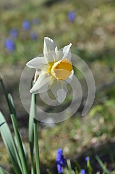 Daffodil flower, Close up of yellow bulb Narcissus with white petals