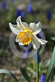 Daffodil flower, Close up of yellow bulb Narcissus with white petals