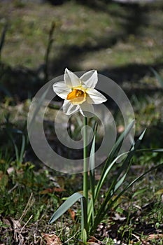 Daffodil flower, Close up of yellow bulb Narcissus with white petals in dark background