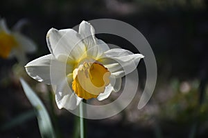 Daffodil flower, Close up of yellow bulb Narcissus with white petals in dark background