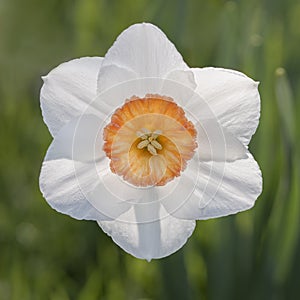Daffodil flower closeup
