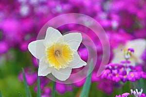 Daffodil flower closeup