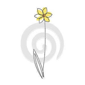 Daffodil flower in continuous line drawing style. Black line sketch on white background. Vector illustration