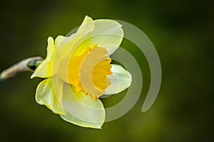 Daffodil