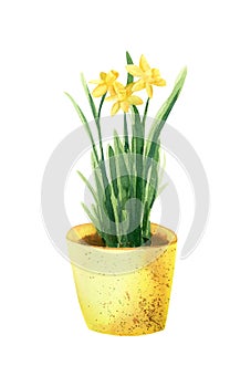 Daffodil flower illustration. Watercolor spring yellow flowers in pot illustration