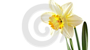 Daffodil flower isolated on white background