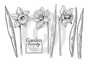Daffodil flower and leaves drawing. Vector hand drawn engraved f