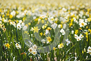 Daffodil flower or Lent lily, Narcissus pseudonarcissus, blooming in Dutch flower fields Drethe, the Netherlands.