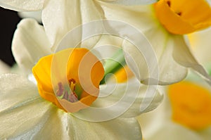 Daffodil